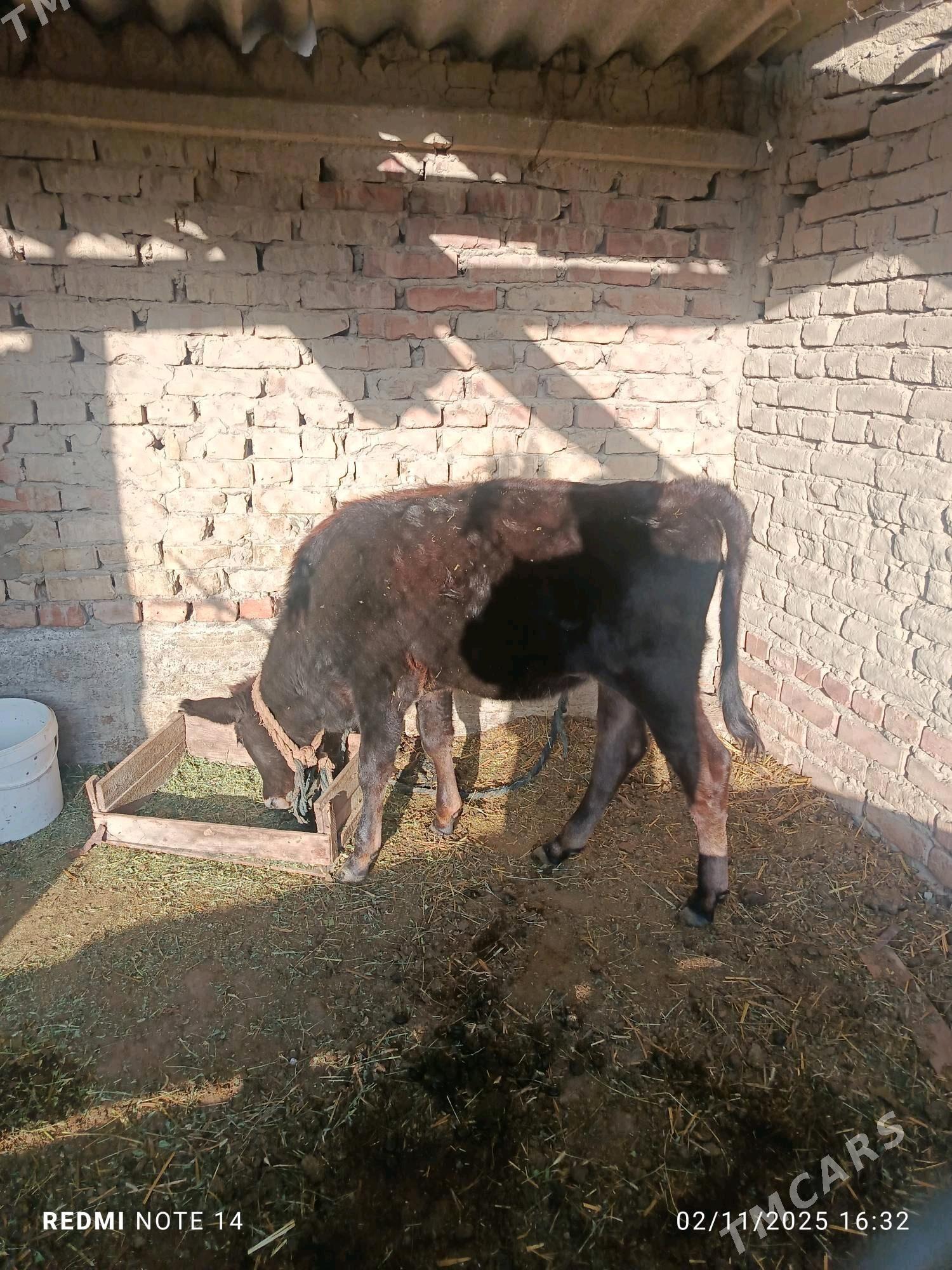 tuwe - Bäherden - img 2