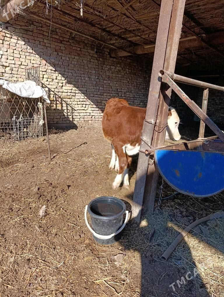 ARGİNAL. SMENTAL. ÖKÜZÇE - Туркменабат - img 2