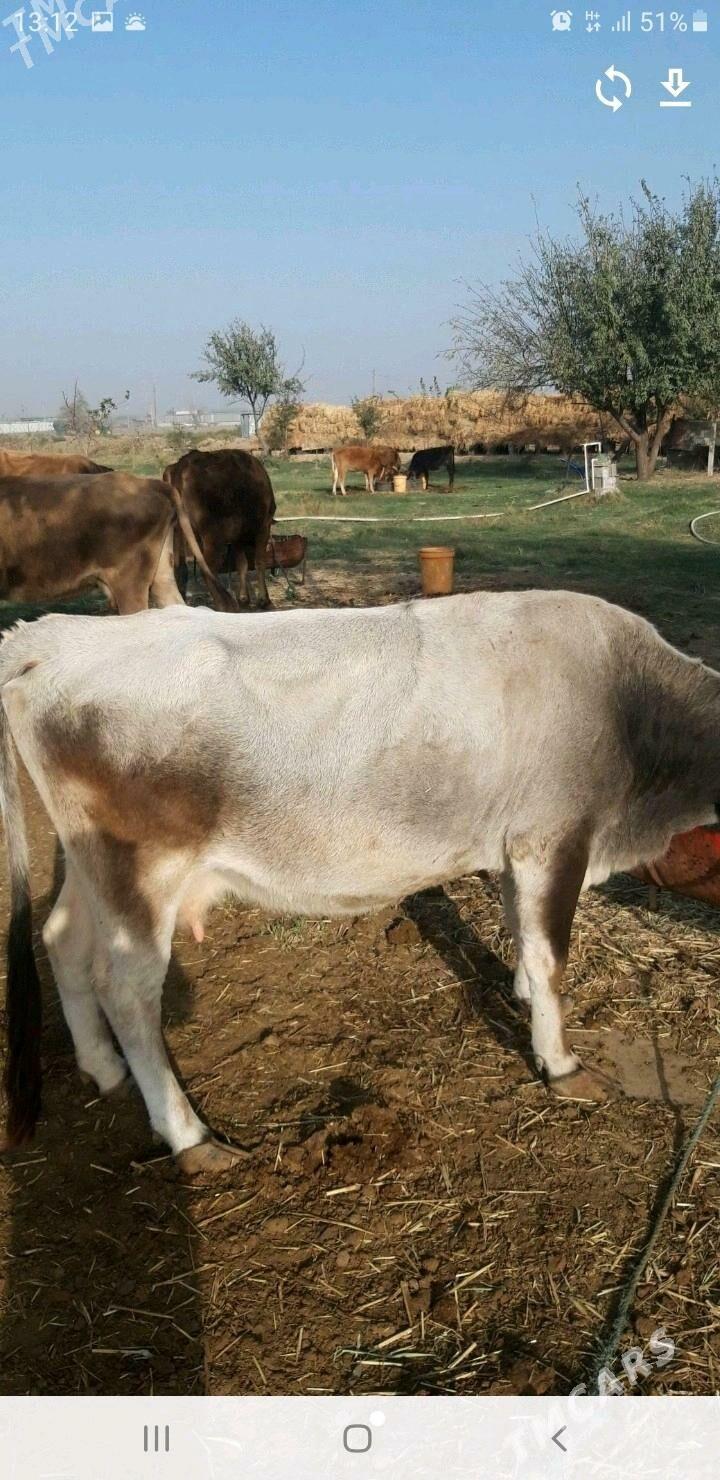 гысыр сыгыр - Änew - img 2