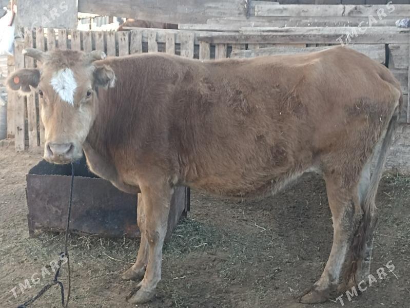 sygyr 6 aý bogaz - Aşgabat - img 5