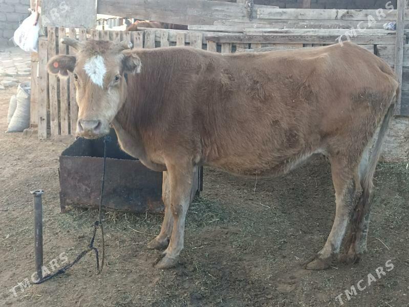 sygyr 6 aý bogaz - Aşgabat - img 4