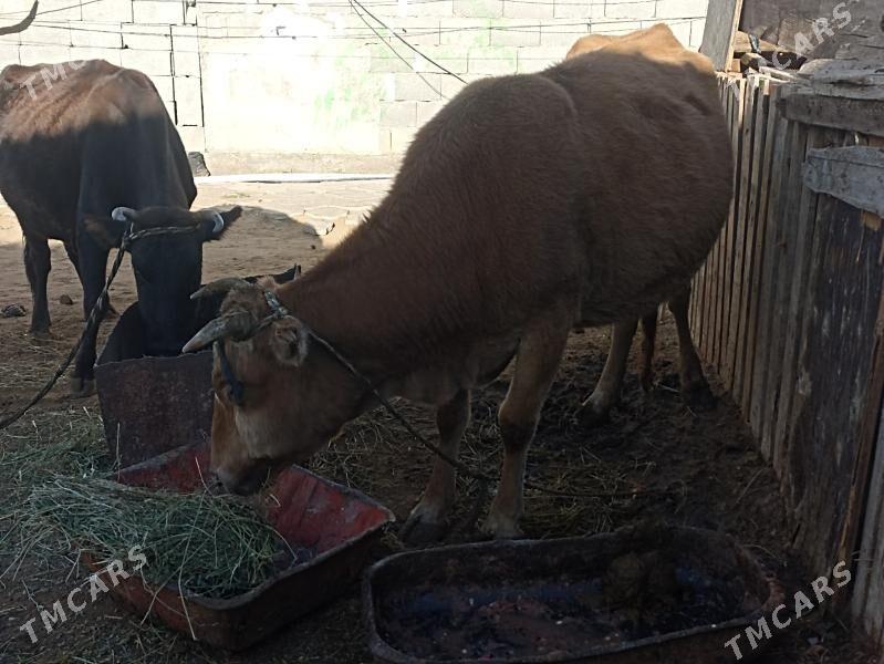 sygyr 6 aý bogaz - Aşgabat - img 7