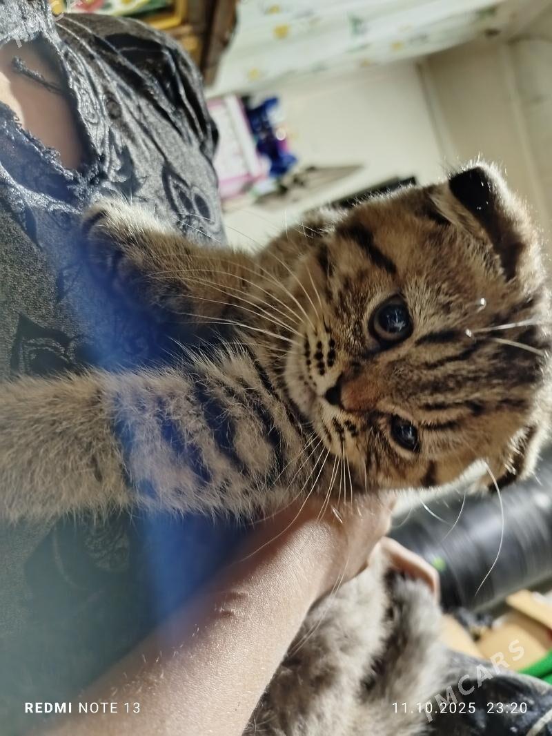 Şatlanskiy - Daşoguz - img 3