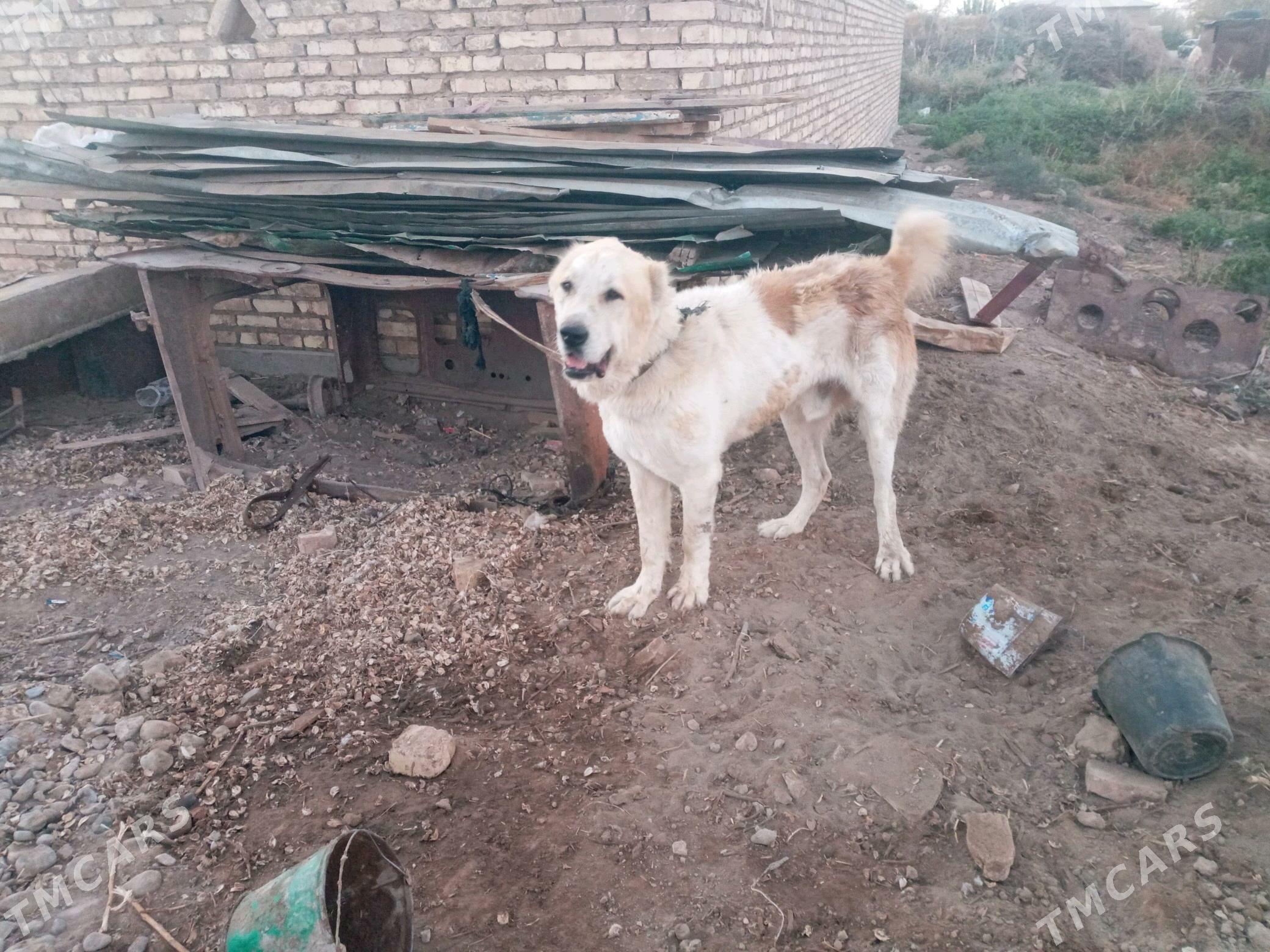 gayrat. - Babadaýhan - img 2