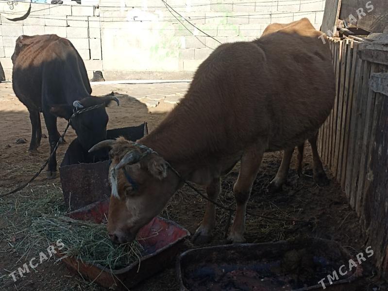 sygyr 6 aý bogaz - Aşgabat - img 6