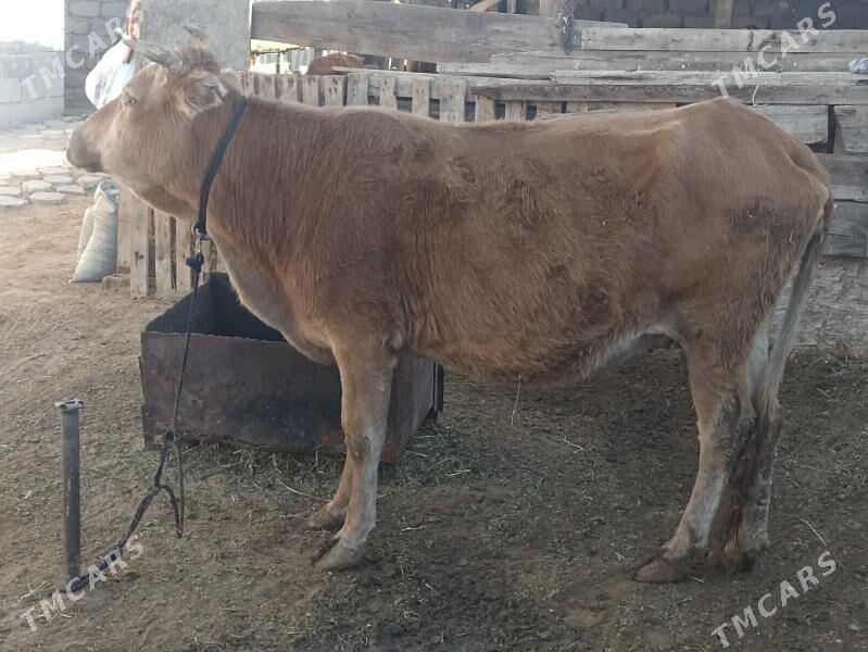 sygyr 6 aý bogaz - Aşgabat - img 3