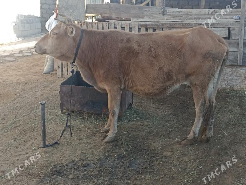 sygyr 6 aý bogaz - Aşgabat - img 2