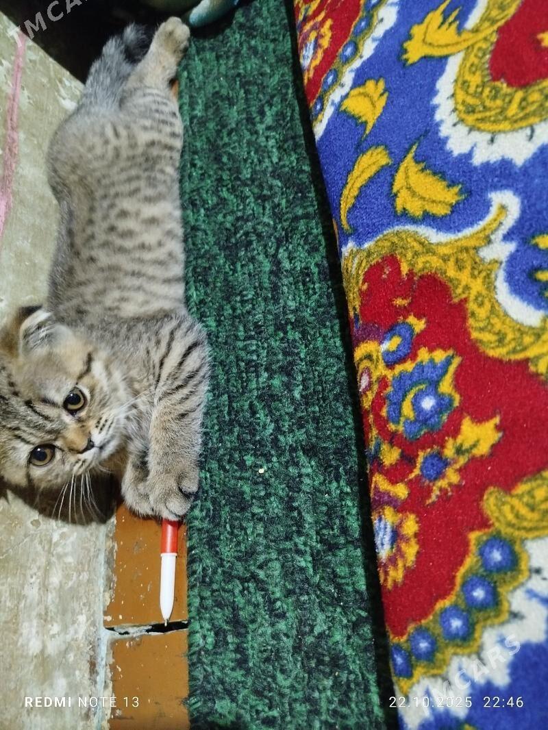 Şatlanskiy - Daşoguz - img 2