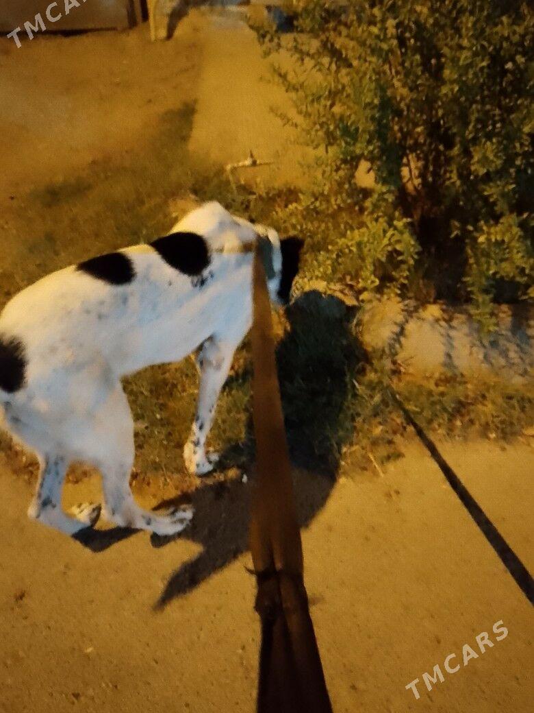 Alabay it - Гызыларбат - img 2