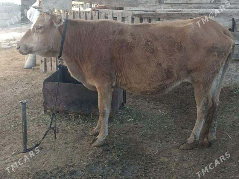 sygyr 6 aý bogaz - Aşgabat - img 1