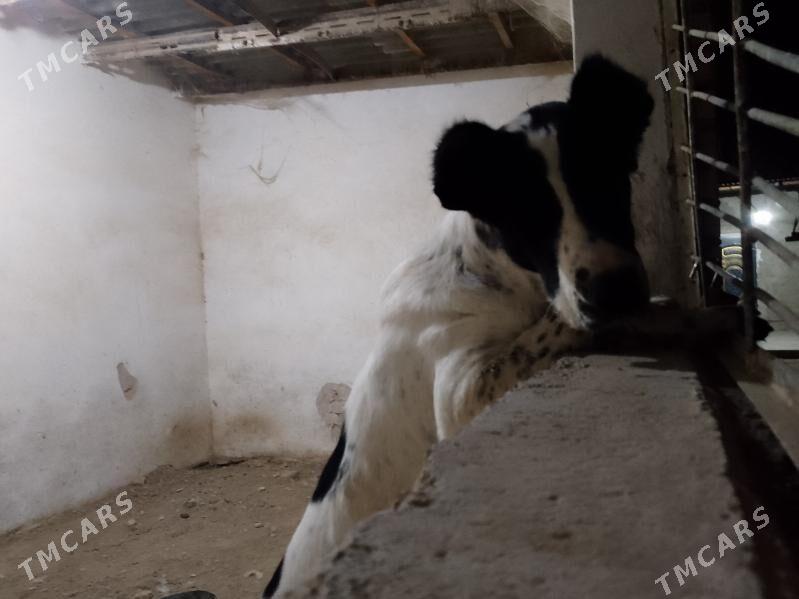 Alabay it - Гызыларбат - img 3