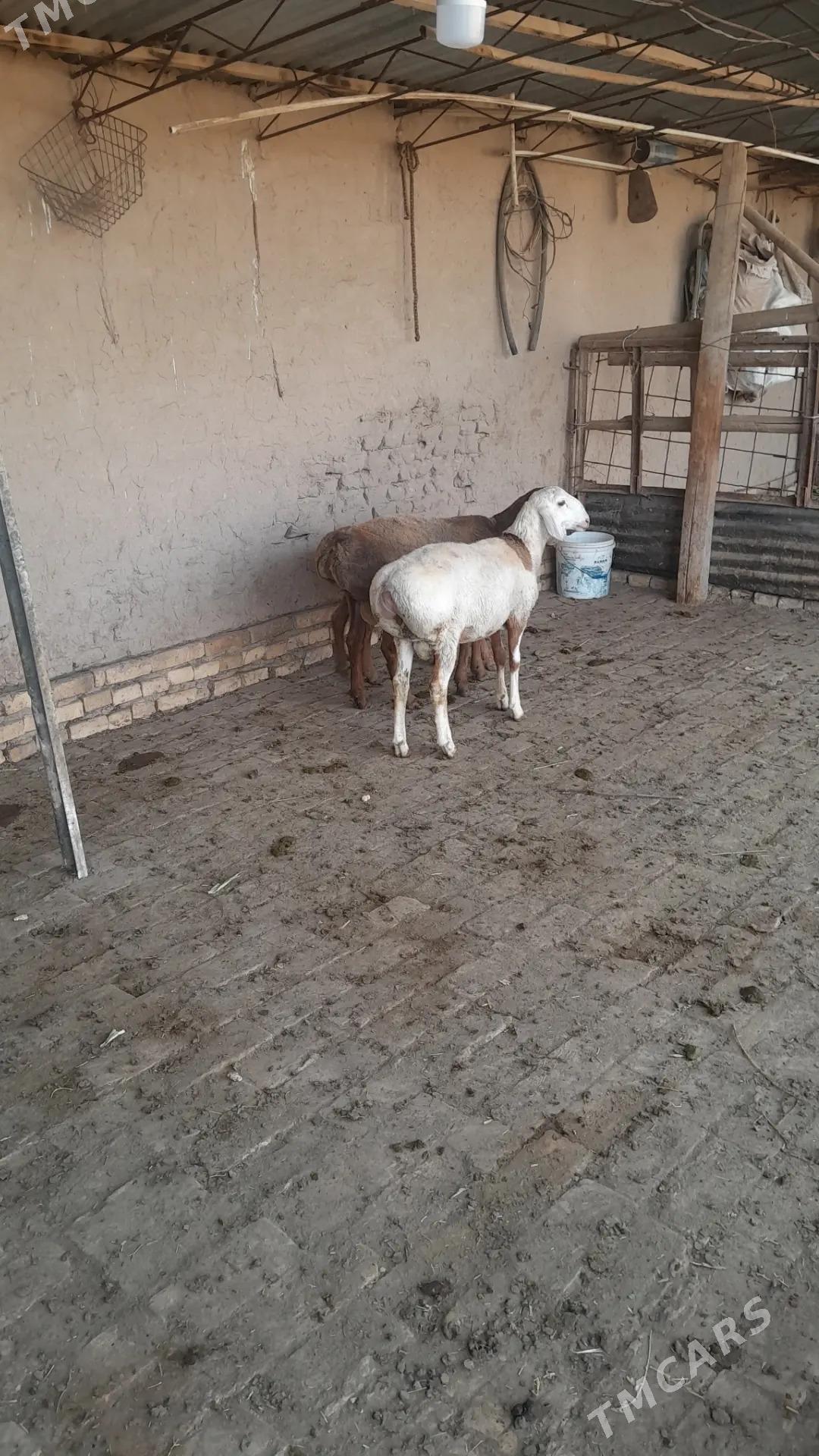 GISAR GOC TOKLY - Керки - img 6