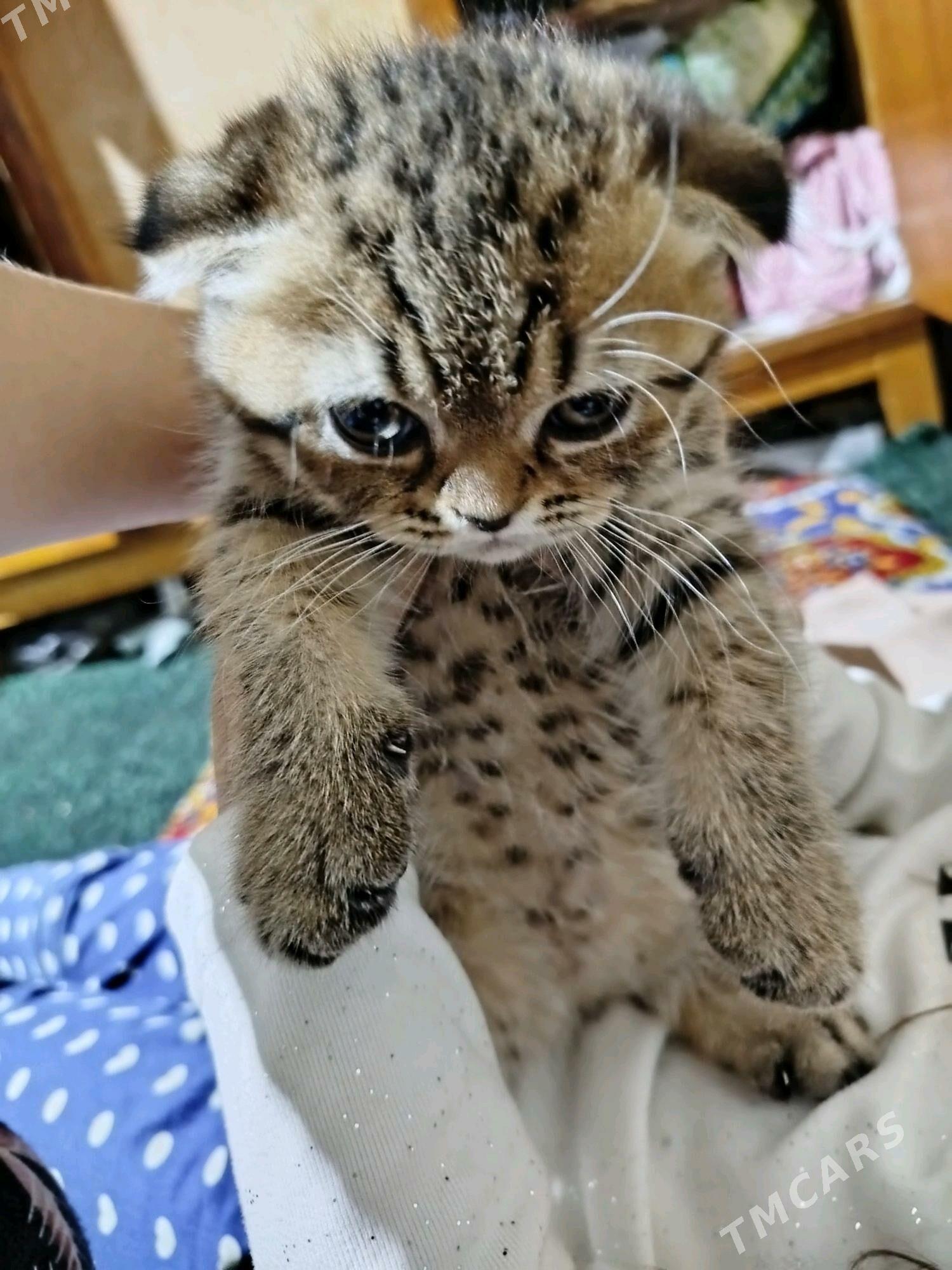 Şatlanskiy - Daşoguz - img 4