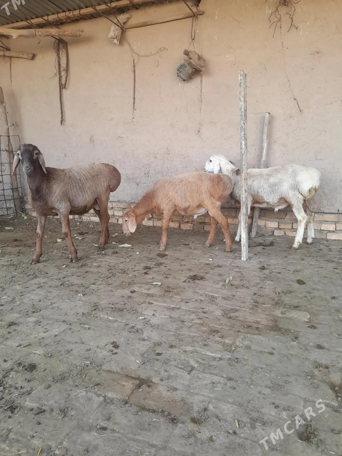 GISAR GOC TOKLY - Керки - img 4