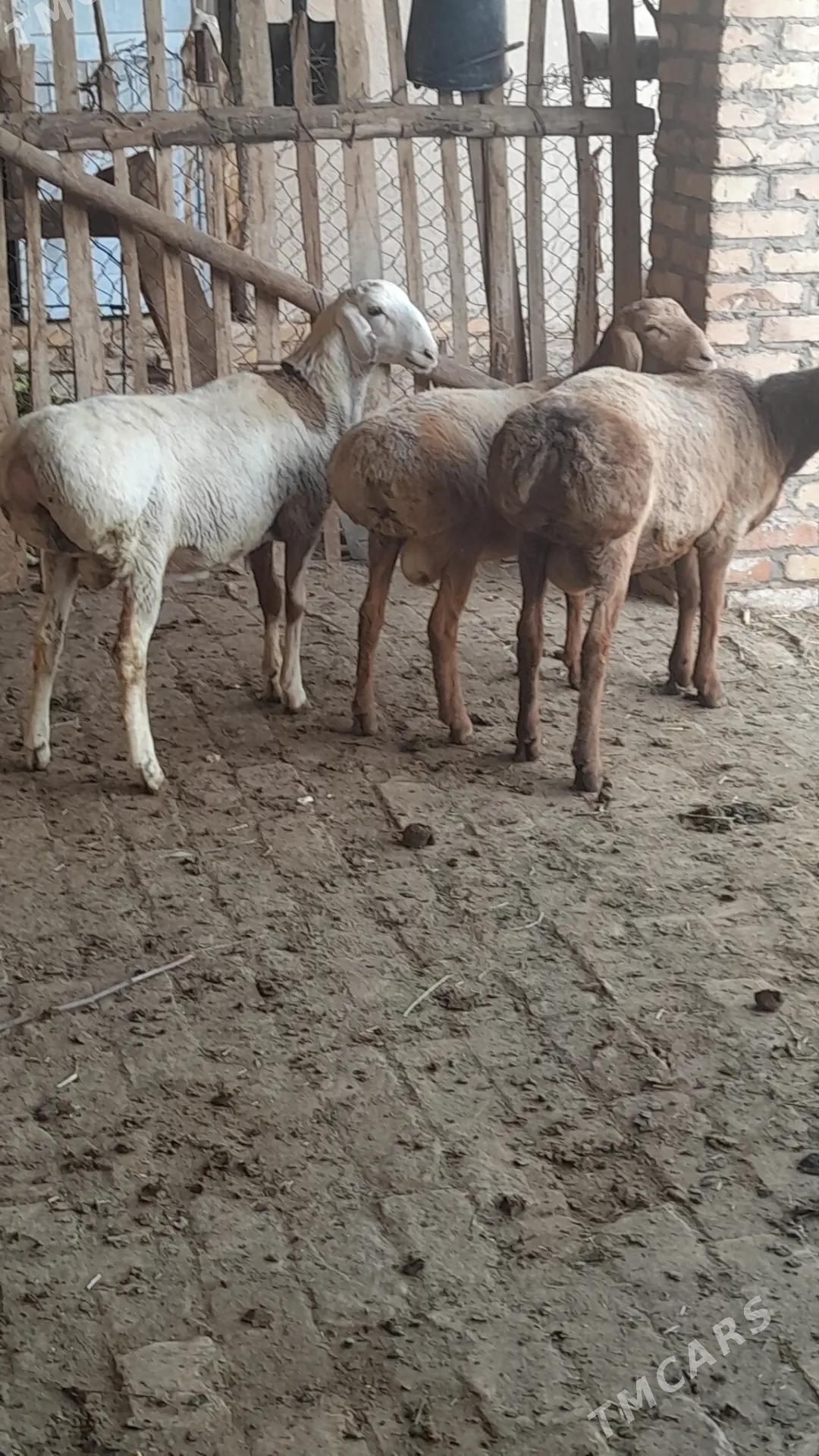 GISAR GOC TOKLY - Керки - img 3