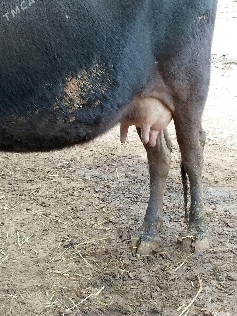 Göleli sygyr - Чоганлы - img 3