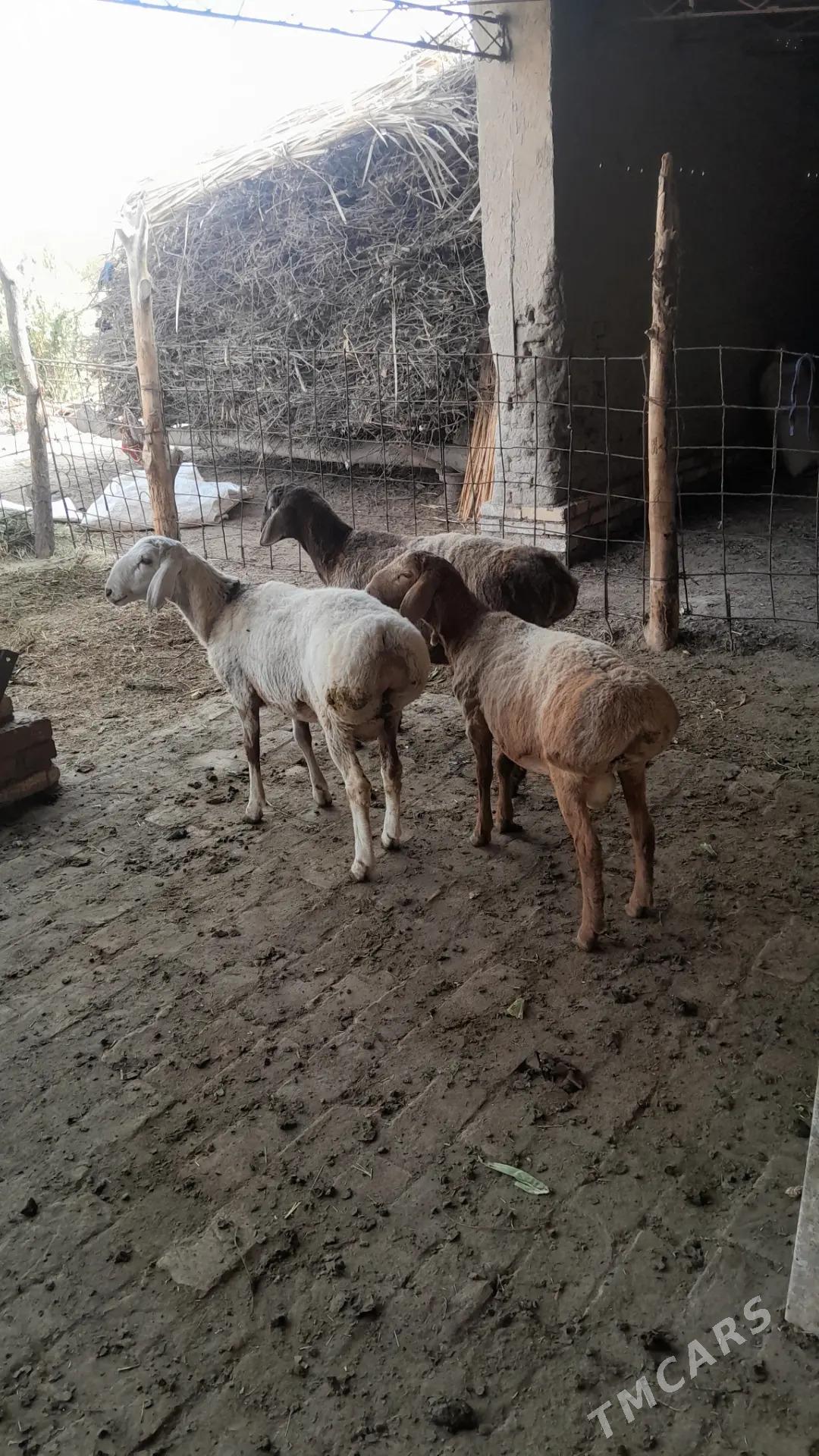 GISAR GOC TOKLY - Керки - img 2