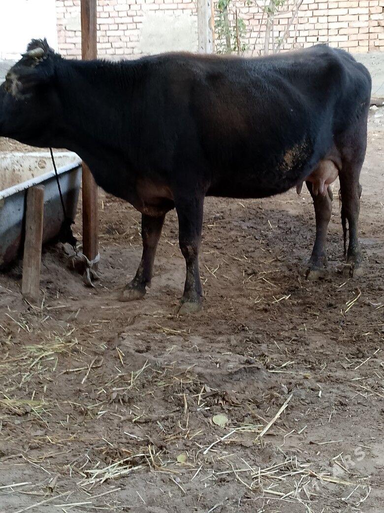 Göleli sygyr - Чоганлы - img 4