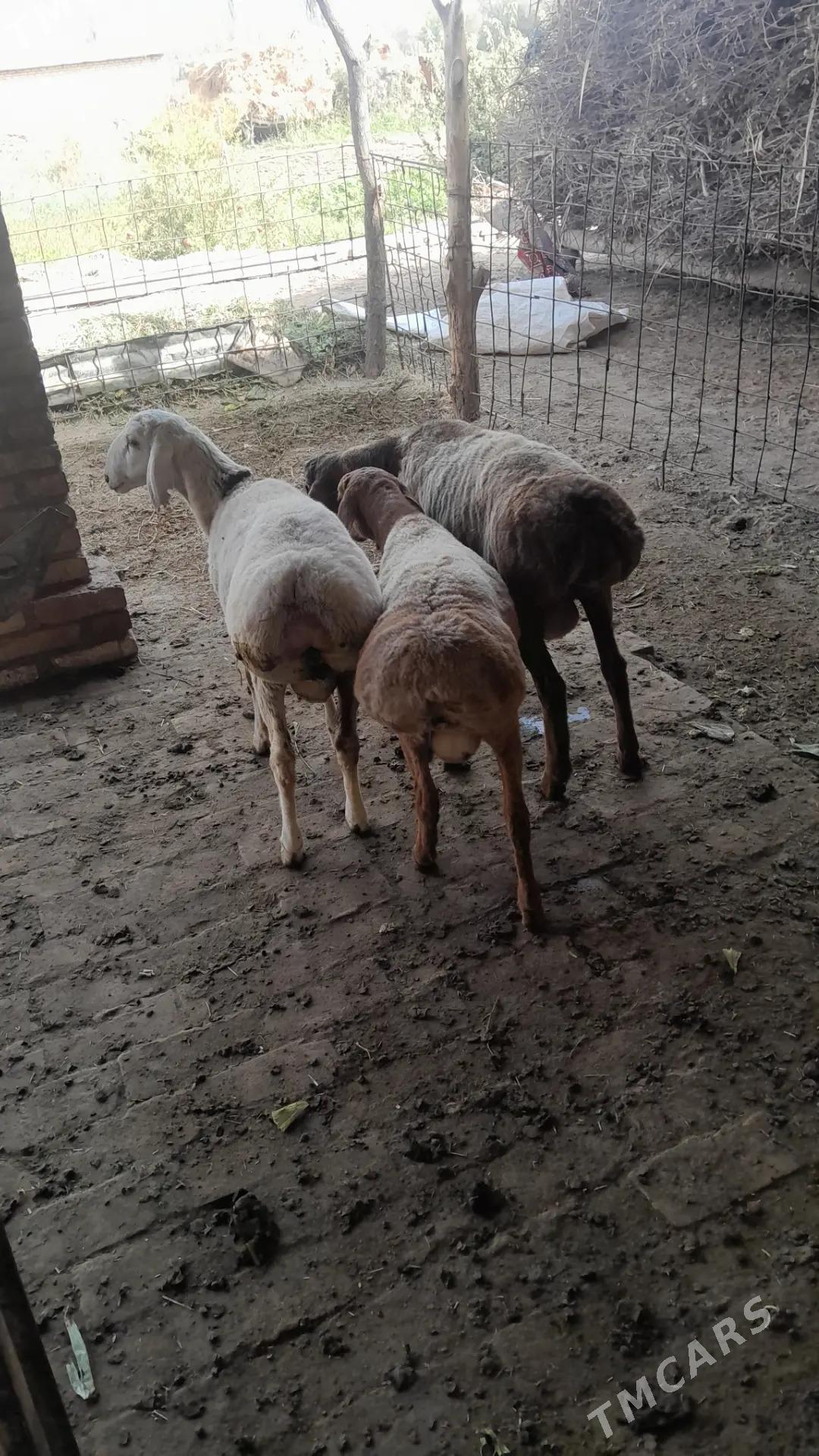 GISAR GOC TOKLY - Керки - img 7