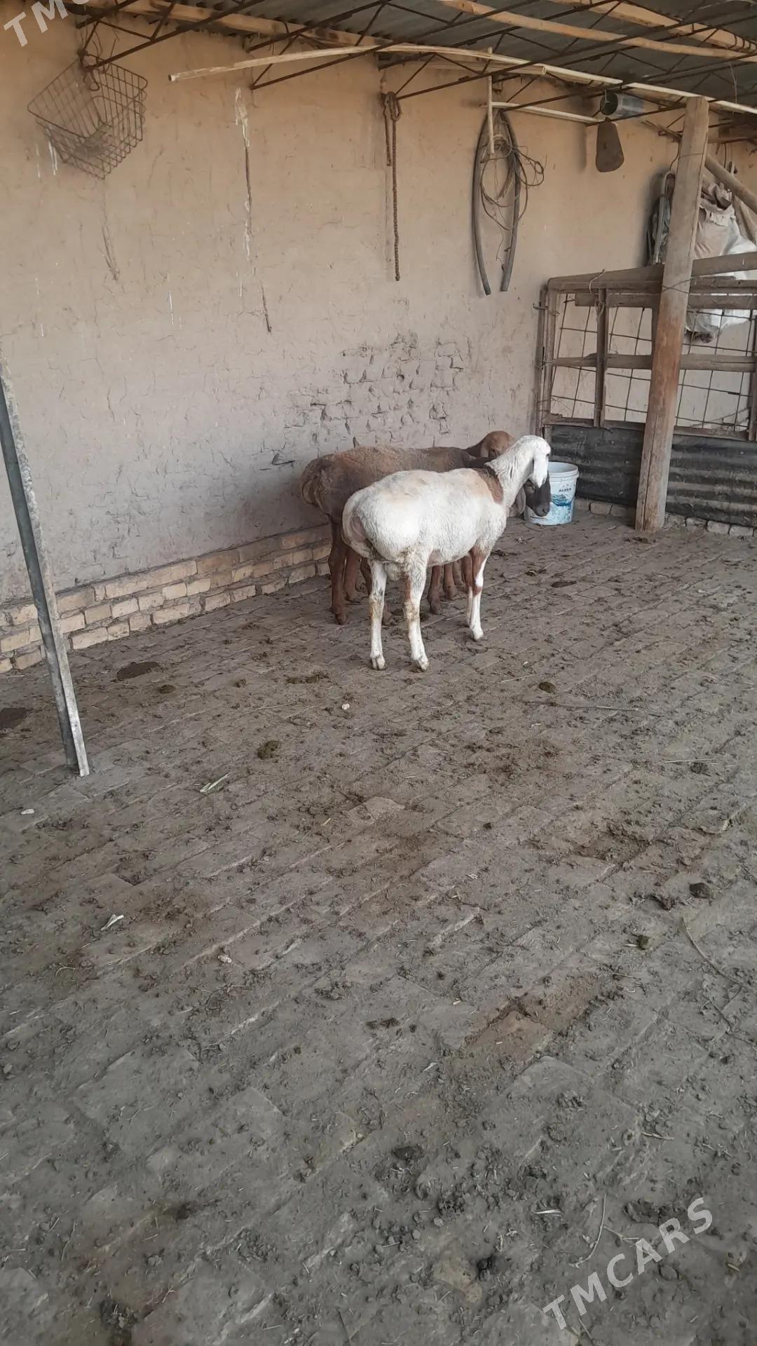 GISAR GOC TOKLY - Керки - img 5