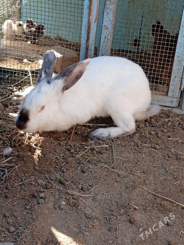 Welikan towşan - Çärjew - img 2