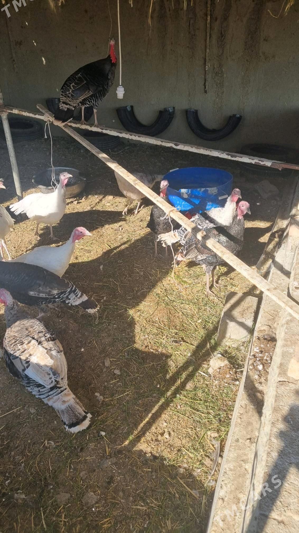 induk - Bäherden - img 1