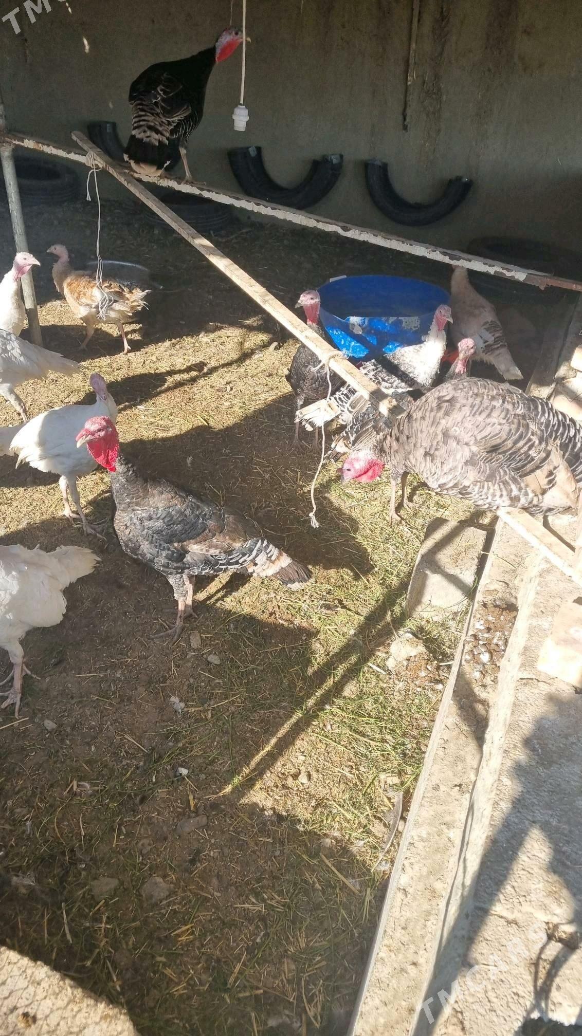 induk - Bäherden - img 3