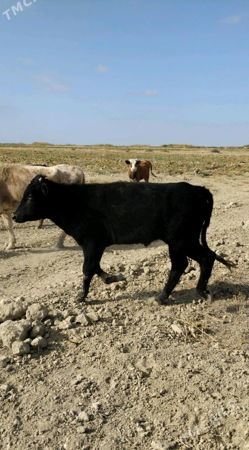 Okuz - Gyzylarbat - img 2