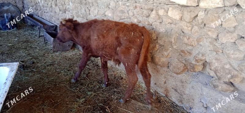 окуз - Jebel - img 4