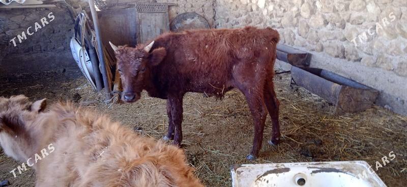 окуз - Jebel - img 3