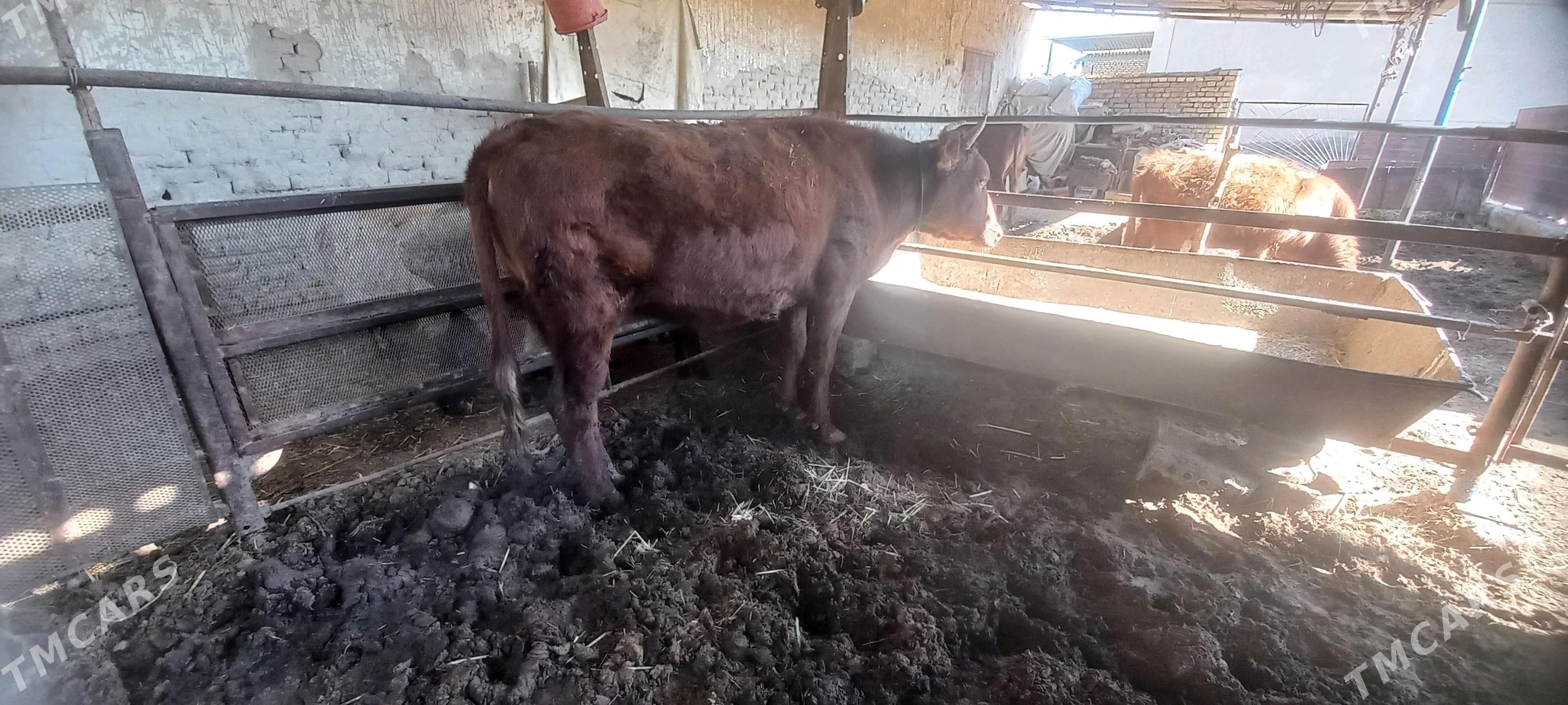 baky gulajyn - Mary - img 1