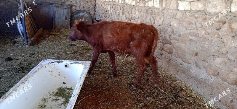 окуз - Jebel - img 1