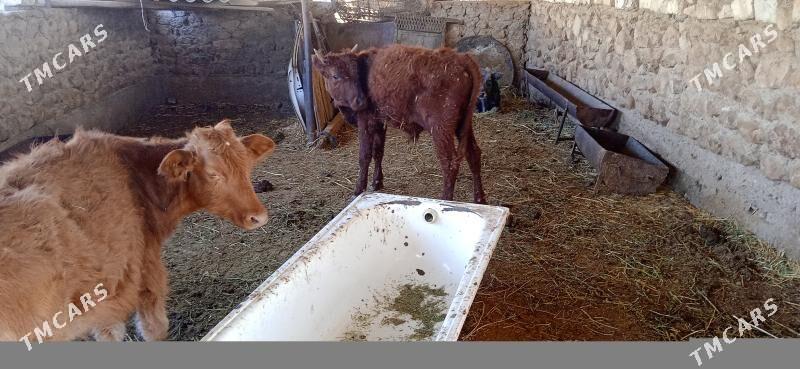 окуз - Jebel - img 2