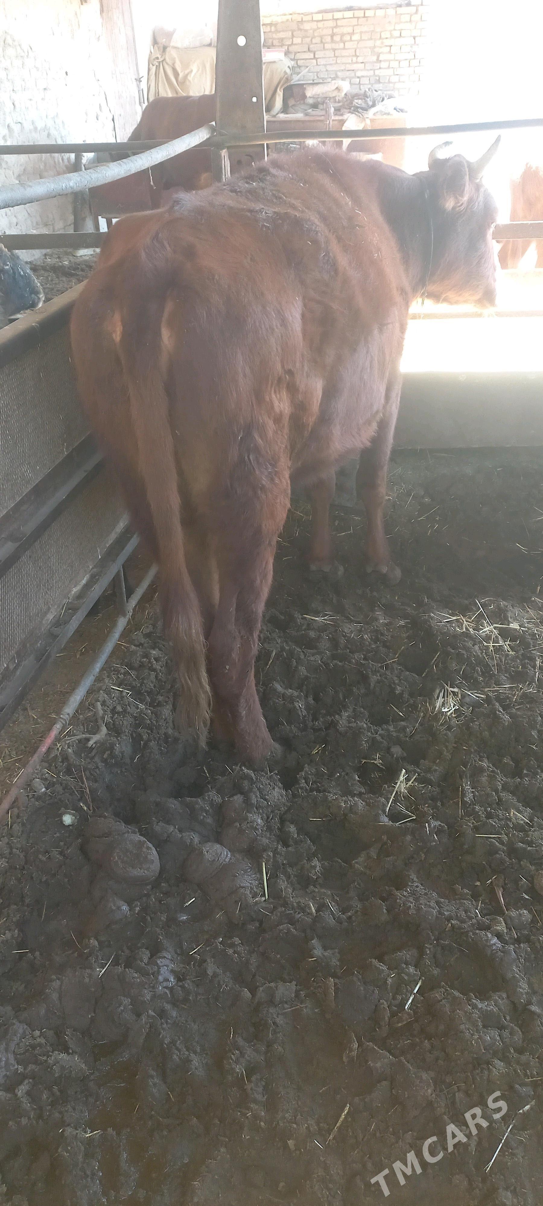 baky gulajyn - Mary - img 2