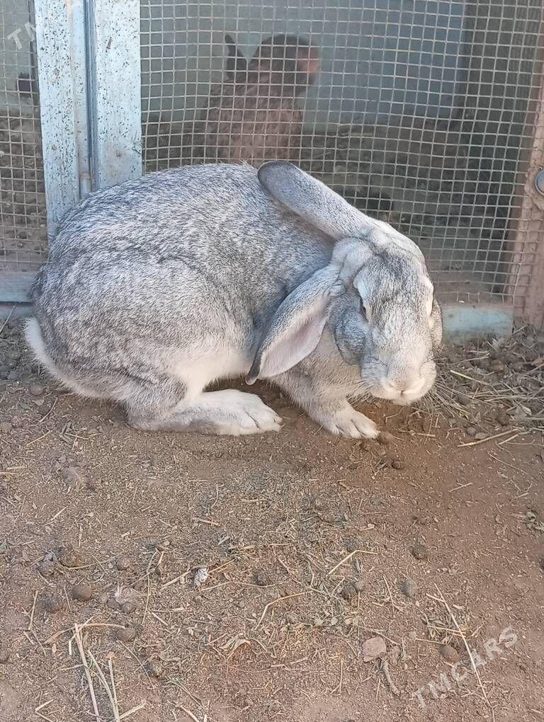 Welikan towşan - Çärjew - img 1