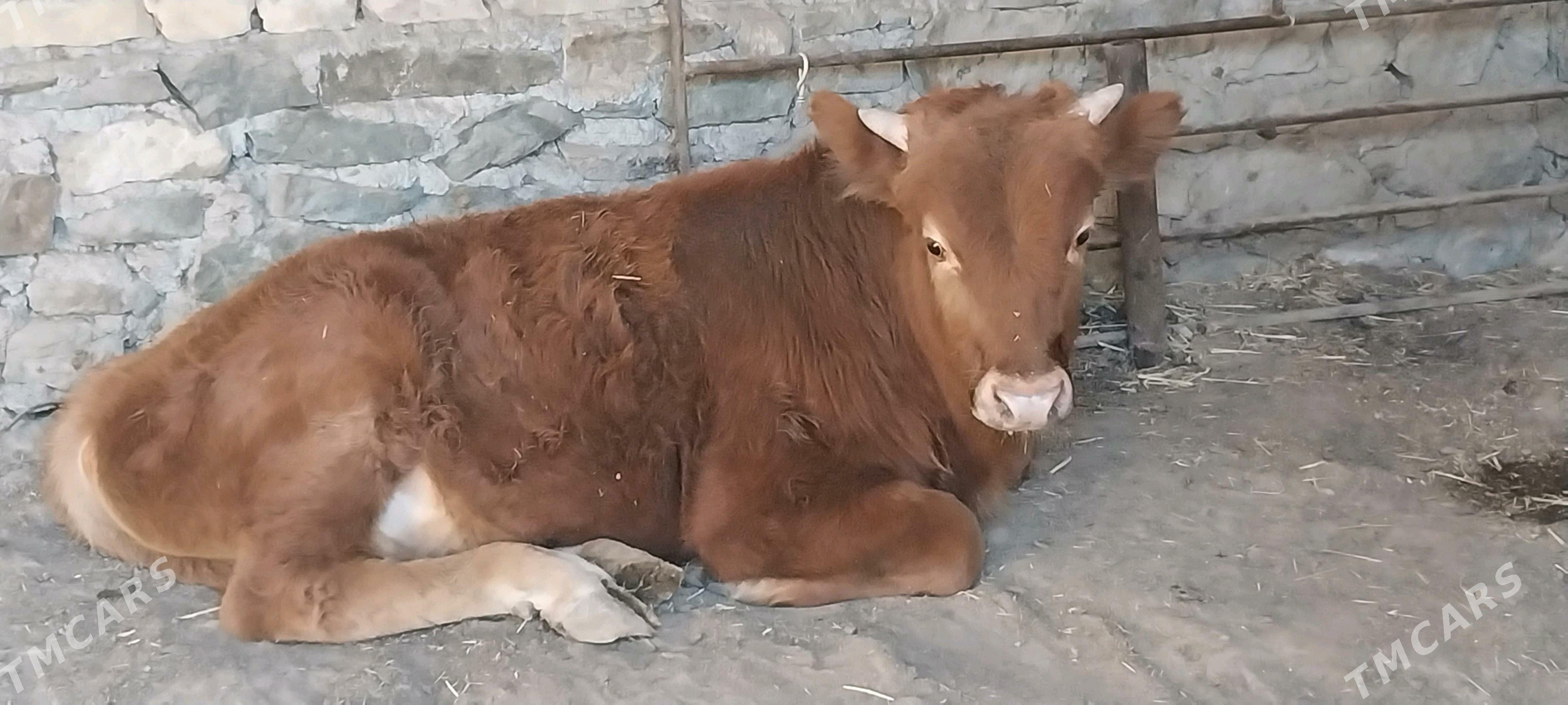 gōle - Берекет - img 1