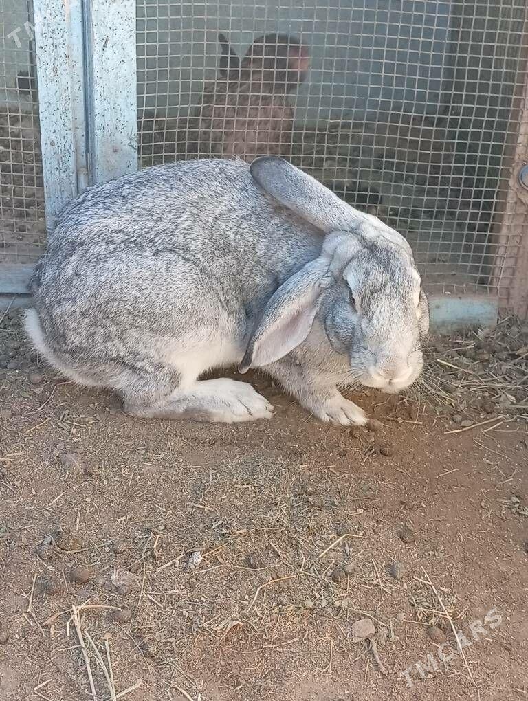 Welikan towşan - Чарджоу - img 2