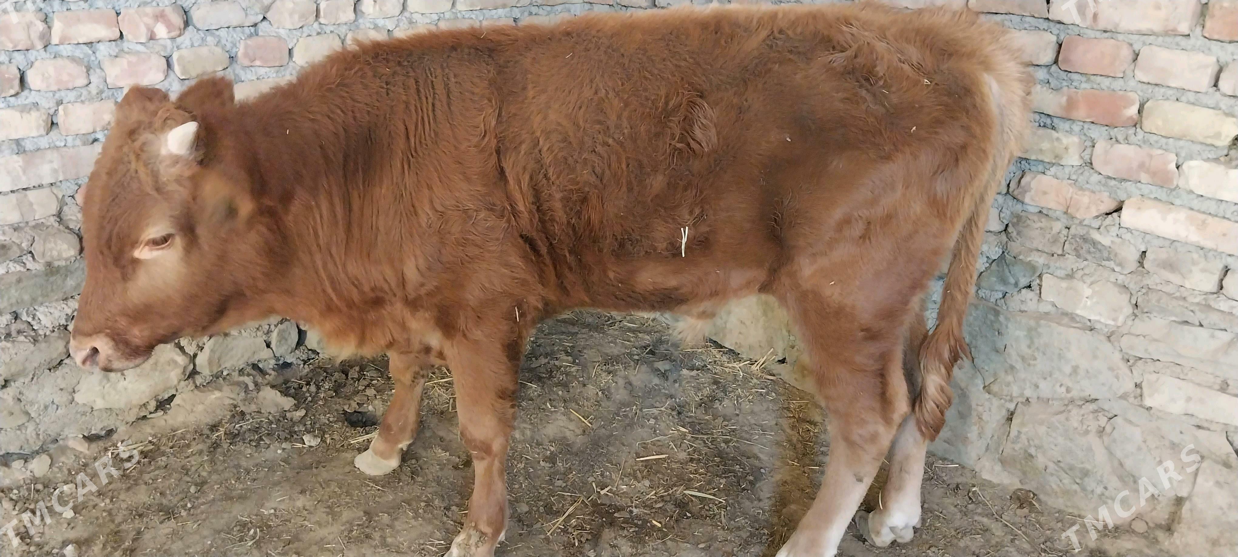 gōle - Берекет - img 2