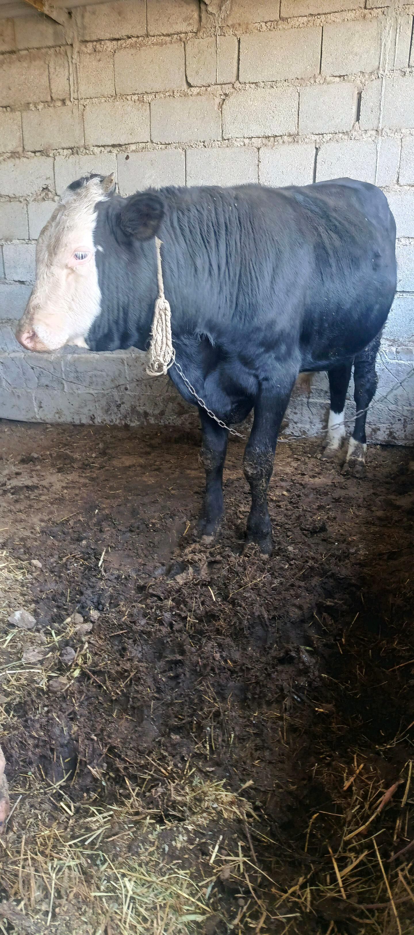 okuz - Gökdepe - img 1