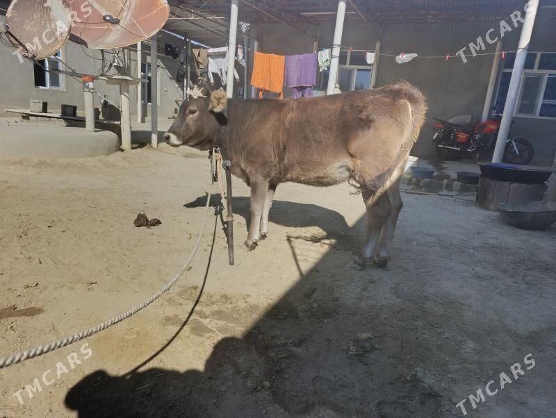 tüwe - Бахарден - img 1