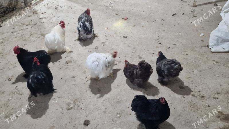 karlik - Гёкдепе - img 4