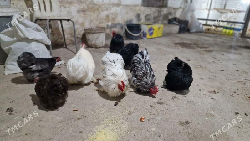 karlik - Гёкдепе - img 6