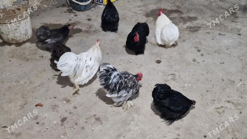 karlik - Гёкдепе - img 7