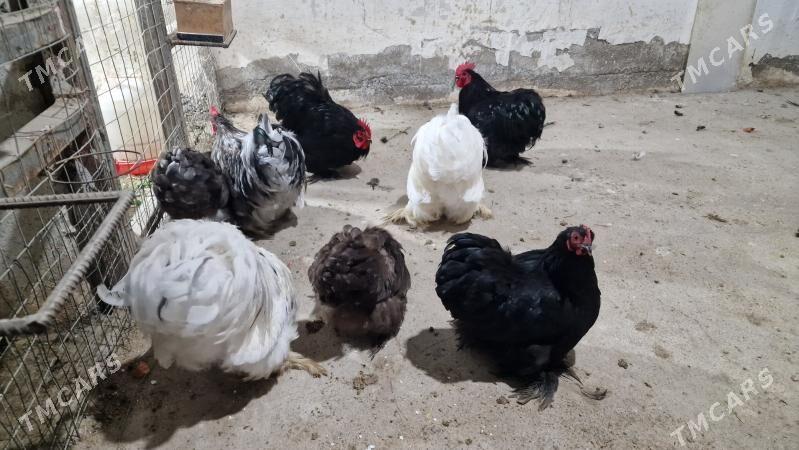 karlik - Гёкдепе - img 2