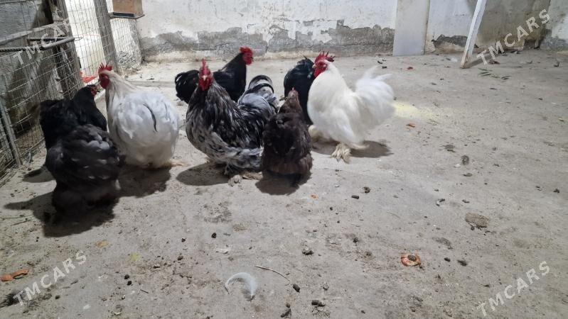 karlik - Гёкдепе - img 3