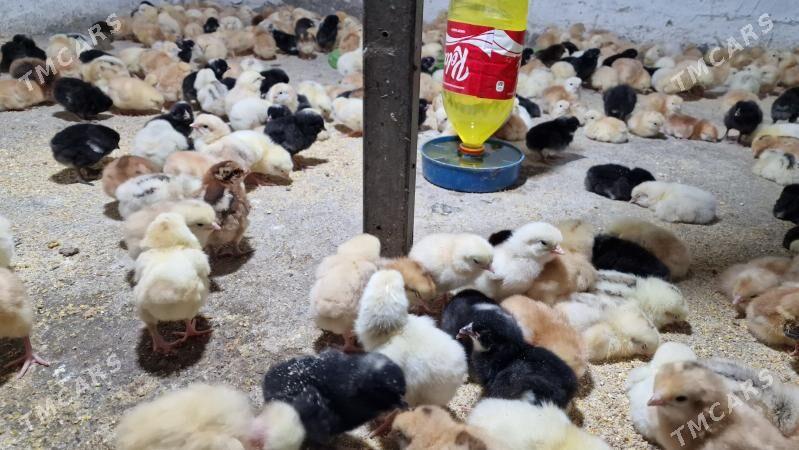 juyje - Гёкдепе - img 3