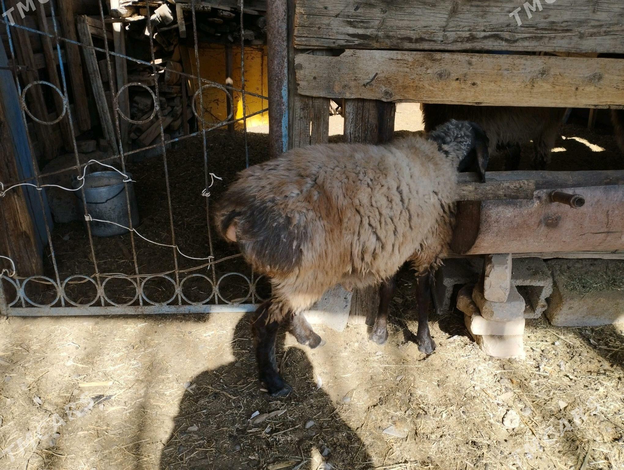 Tokly - Ашхабад - img 1