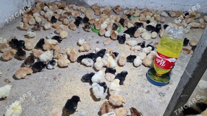 juyje - Гёкдепе - img 2