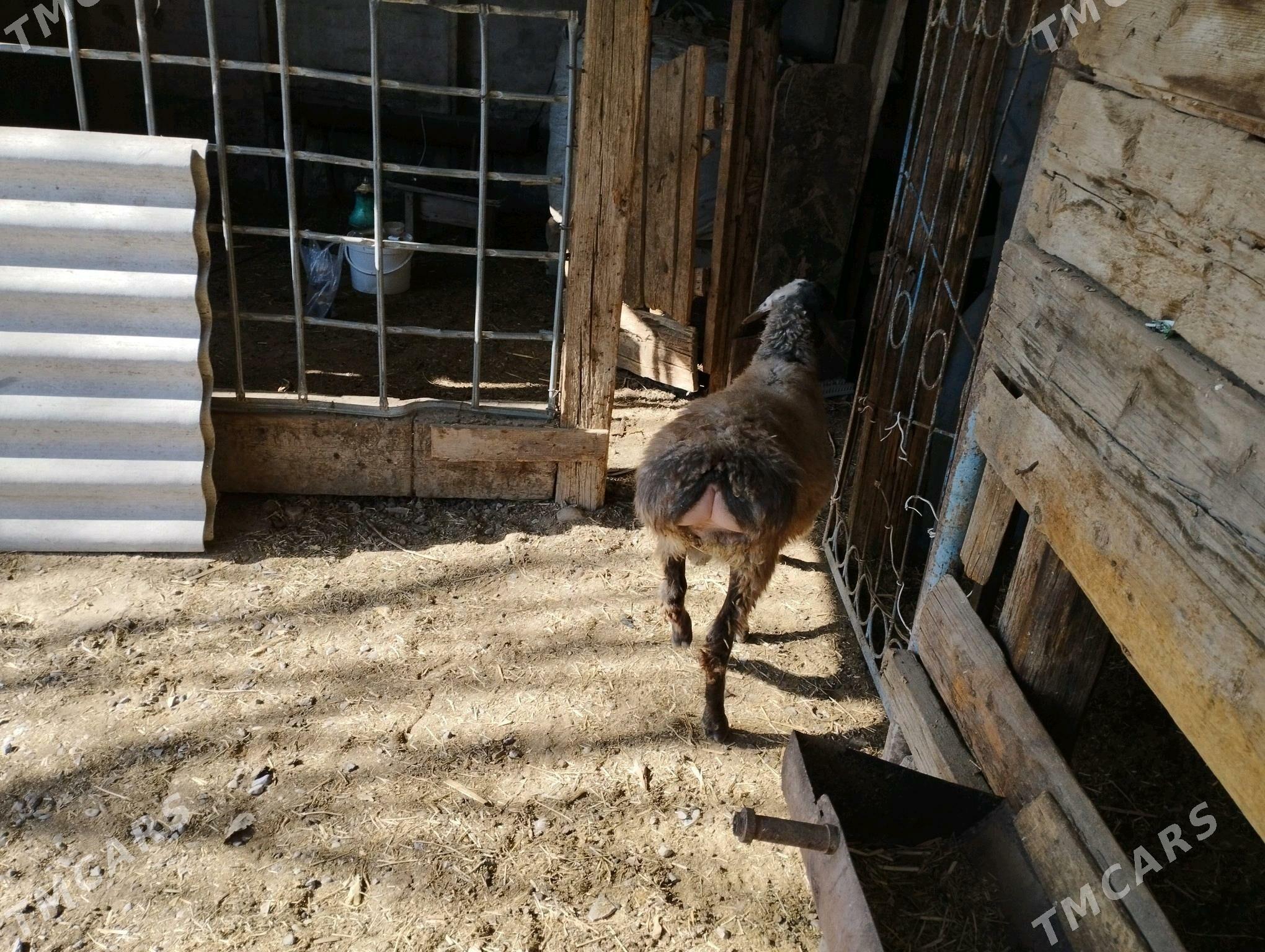 Tokly - Ашхабад - img 2