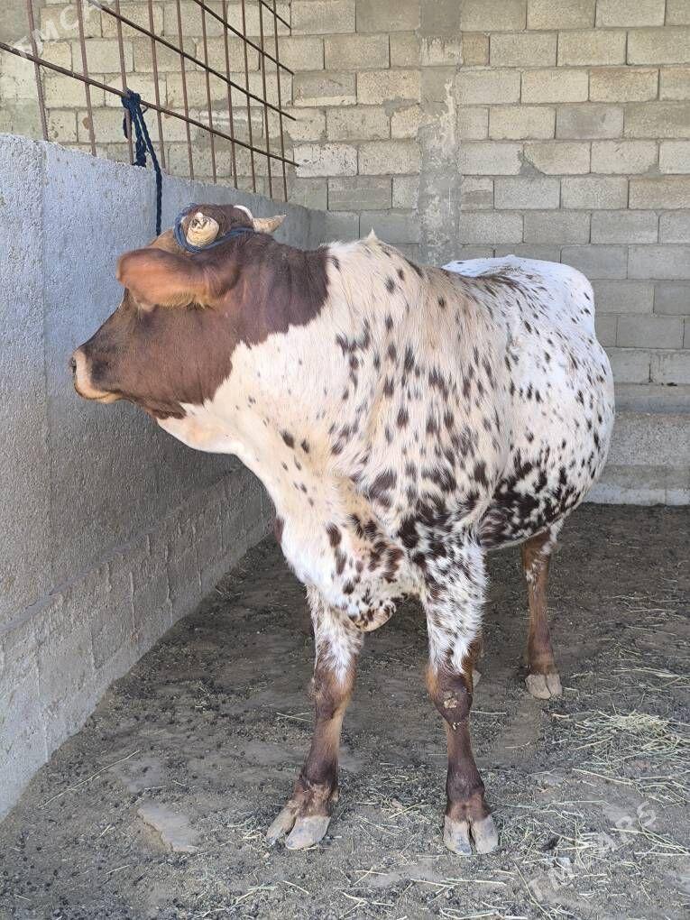 OKZ 2 SANAK BAKYLAN - Анев - img 5